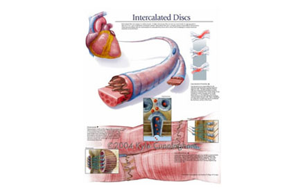 Histological poster of Intercalated discs