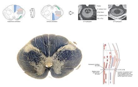 Figure from Neuroanatomy atlas
